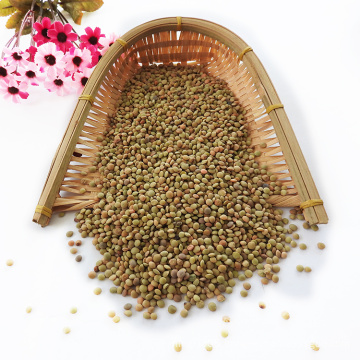 Chinese Lentils  Low Price Green Lentils and Pulses